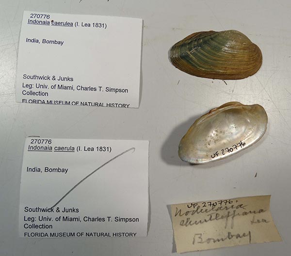 specimen