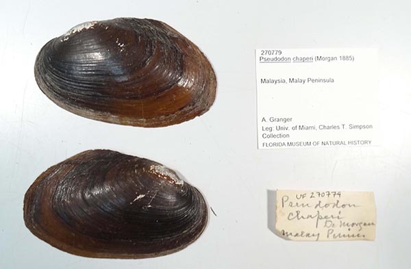 specimen