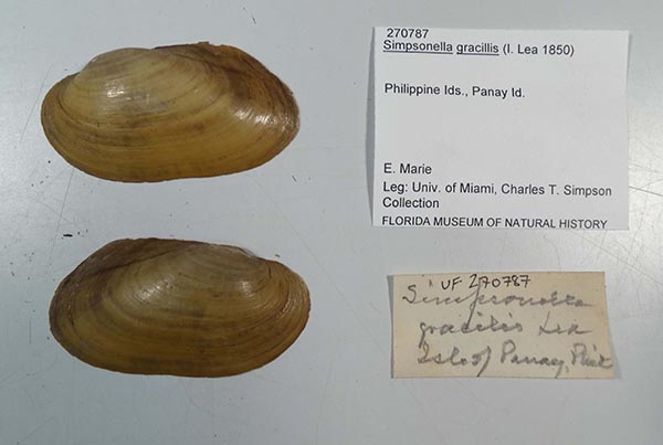 specimen