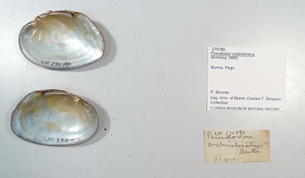 specimen