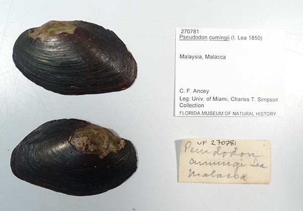 specimen