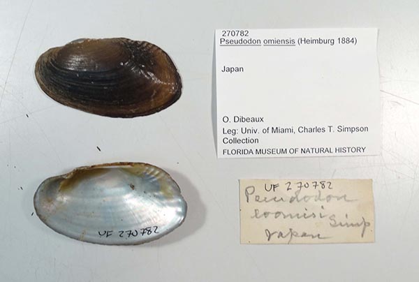 specimen