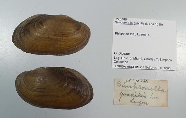 specimen