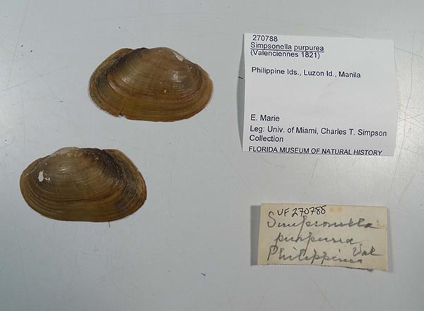 specimen