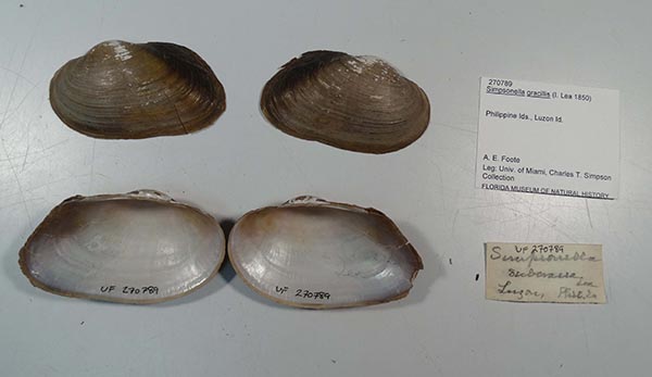 specimen