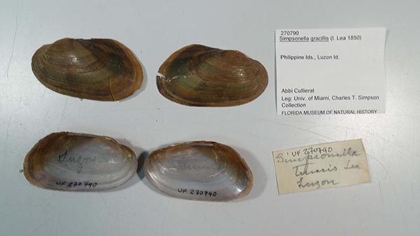 specimen