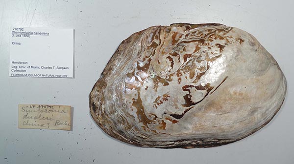 specimen