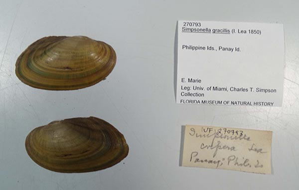 specimen