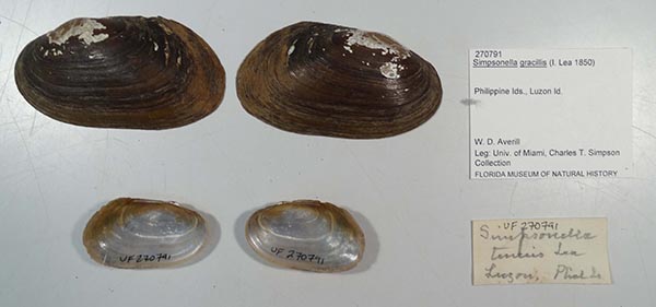 specimen