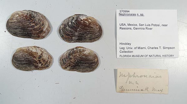 specimen