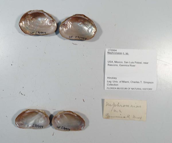 specimen