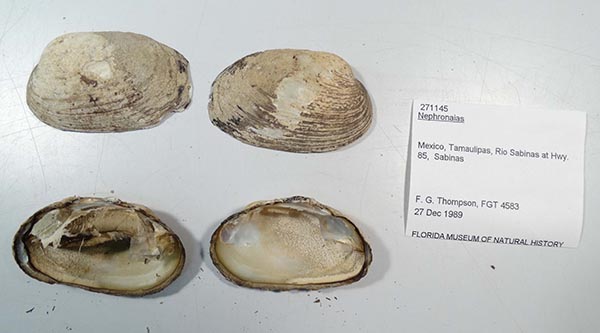 specimen
