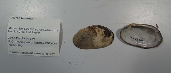 specimen