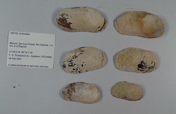 specimen