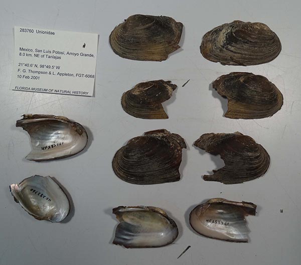 specimen