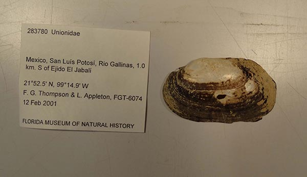 specimen