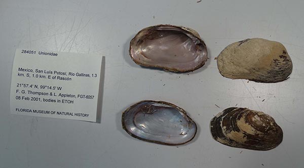 specimen