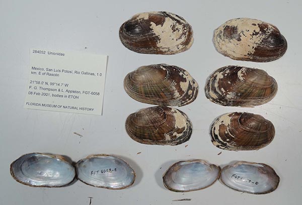 specimen