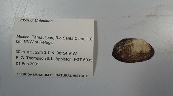 specimen