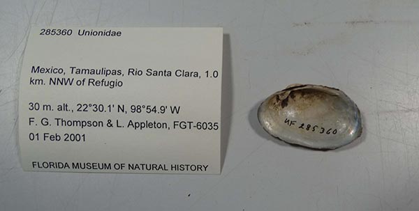 specimen