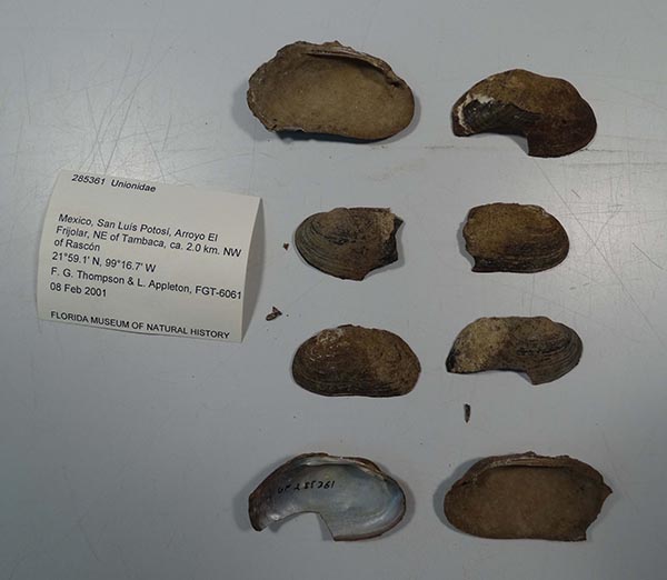specimen