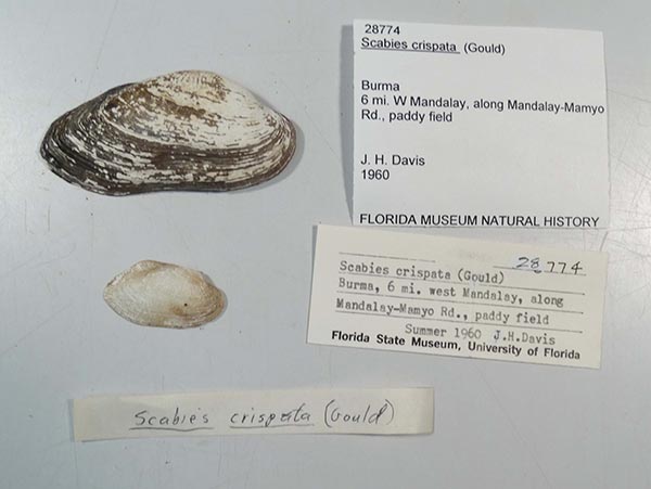 specimen