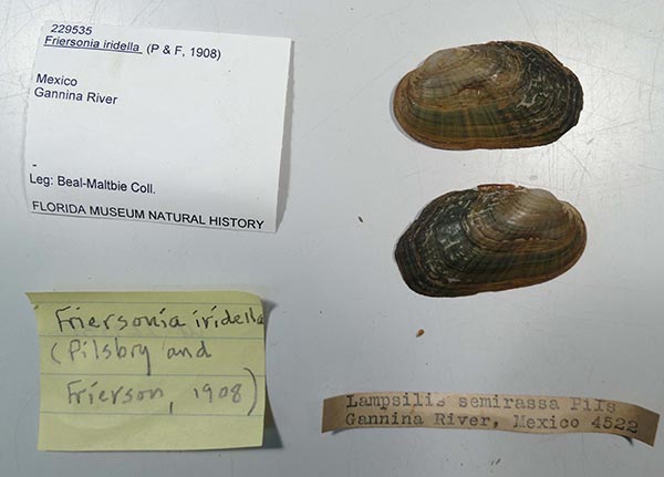 specimen