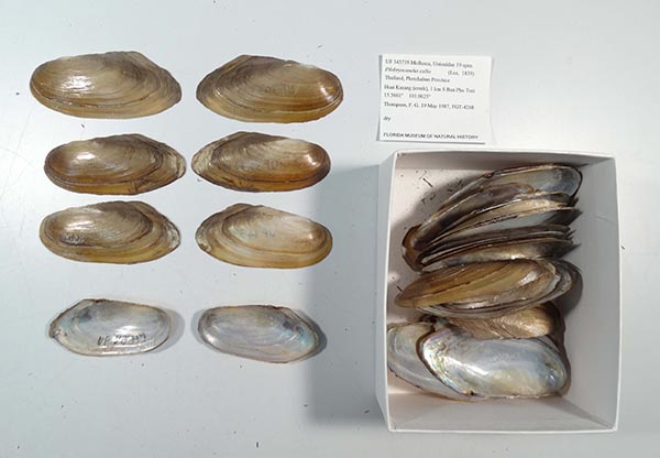specimen