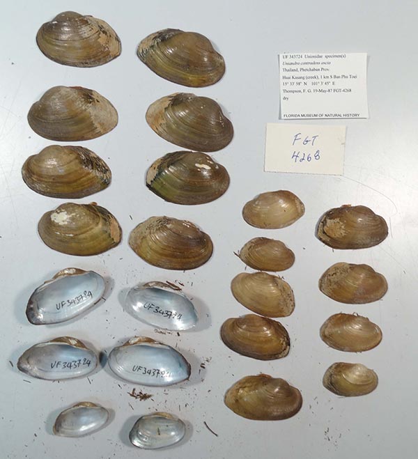 specimen