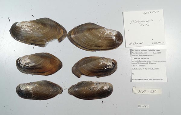 specimen
