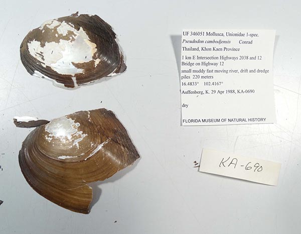 specimen