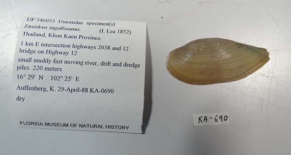 specimen