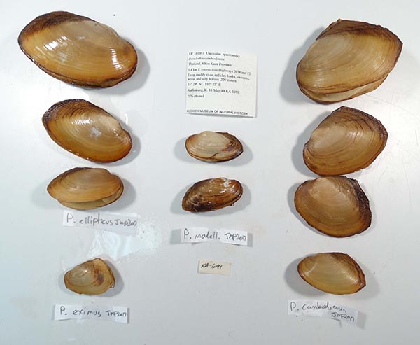 specimen