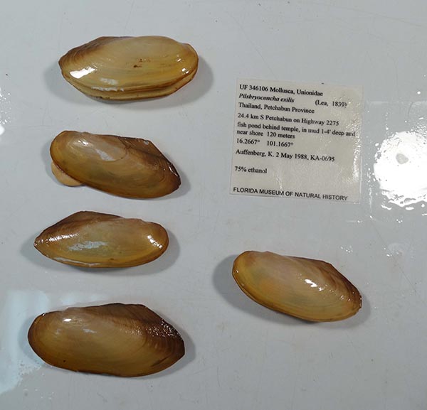 specimen