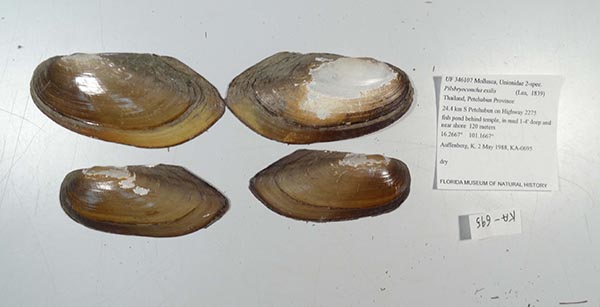 specimen