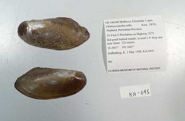 specimen