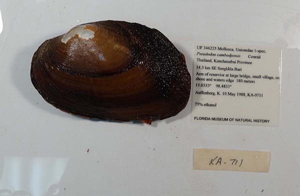 specimen