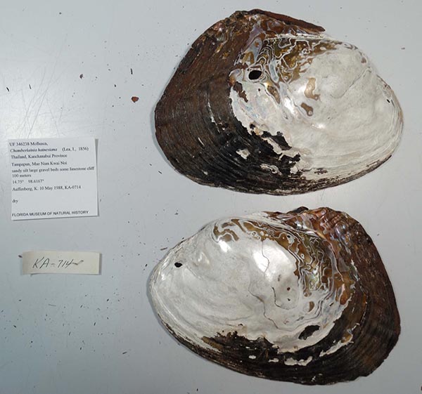 specimen