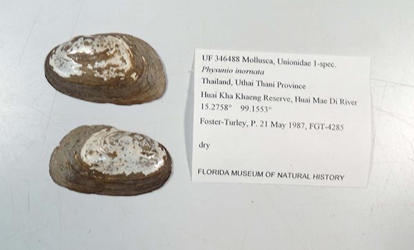 specimen
