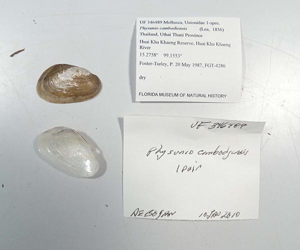 specimen