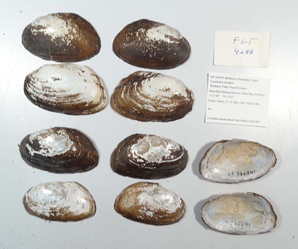 specimen