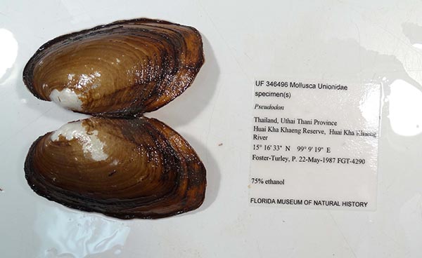 specimen