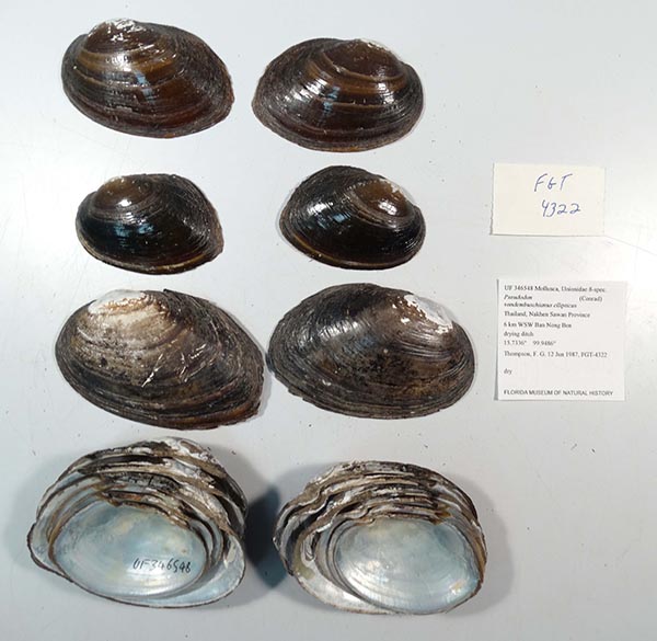 specimen