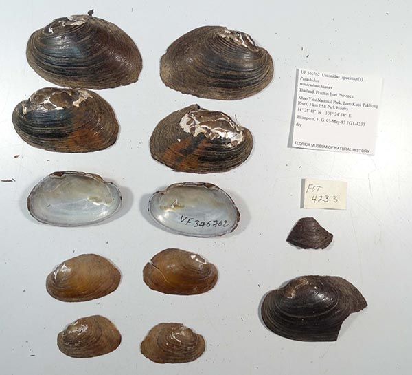specimen