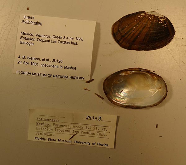 specimen