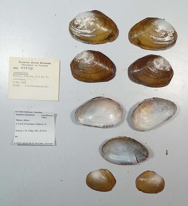 specimen