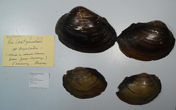 specimen