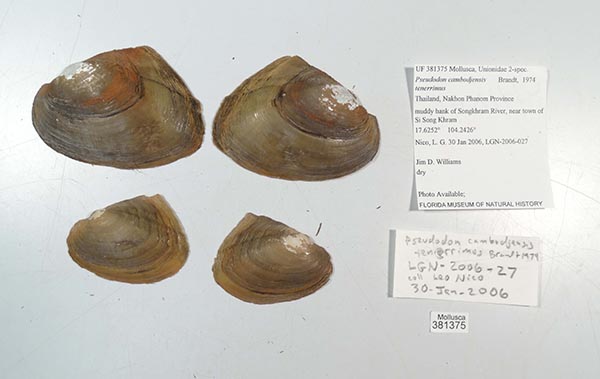 specimen