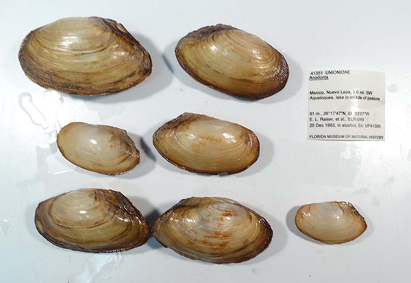 specimen
