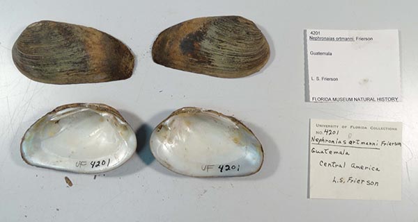specimen